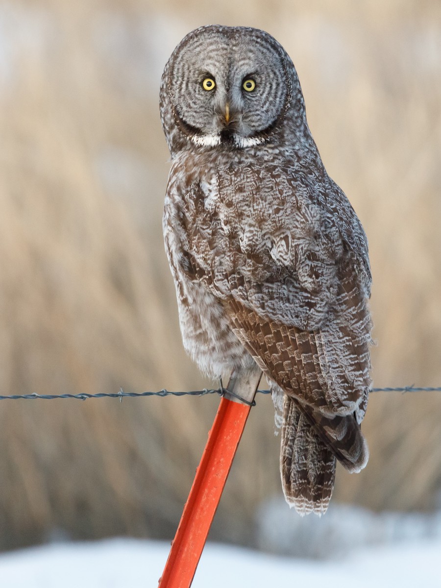 Great Gray Owl - Darren Clark