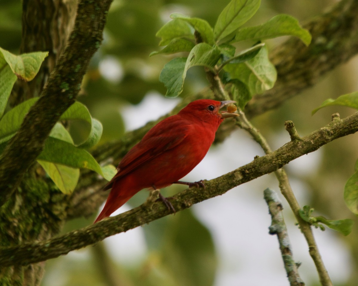 Summer Tanager - Larry Waddell