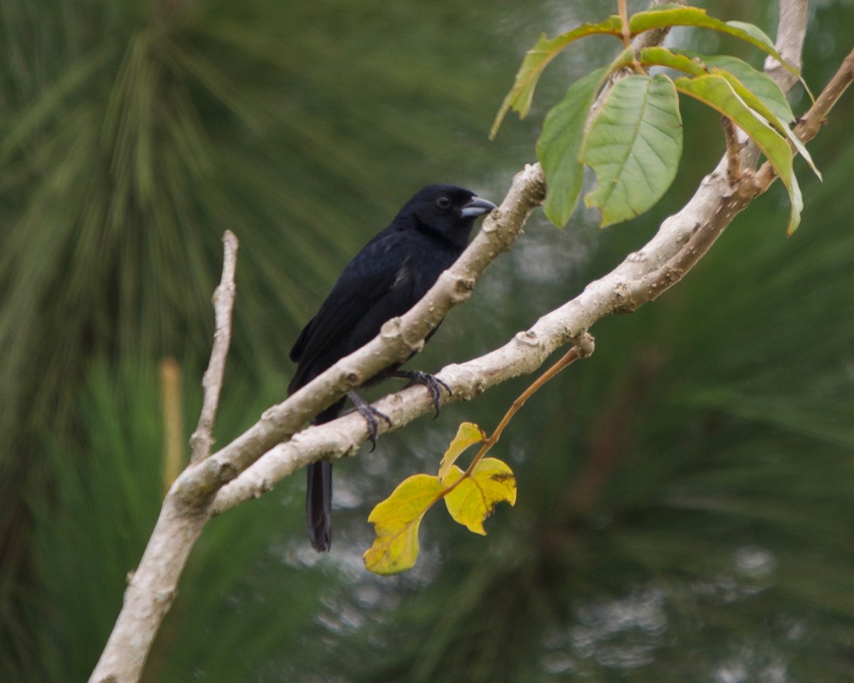 White-lined Tanager - ML146321331