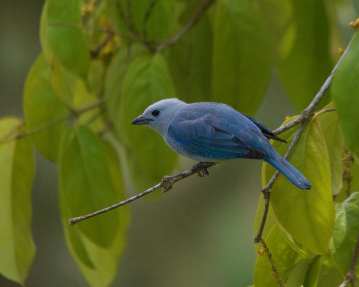 Blue-gray Tanager - ML146321421