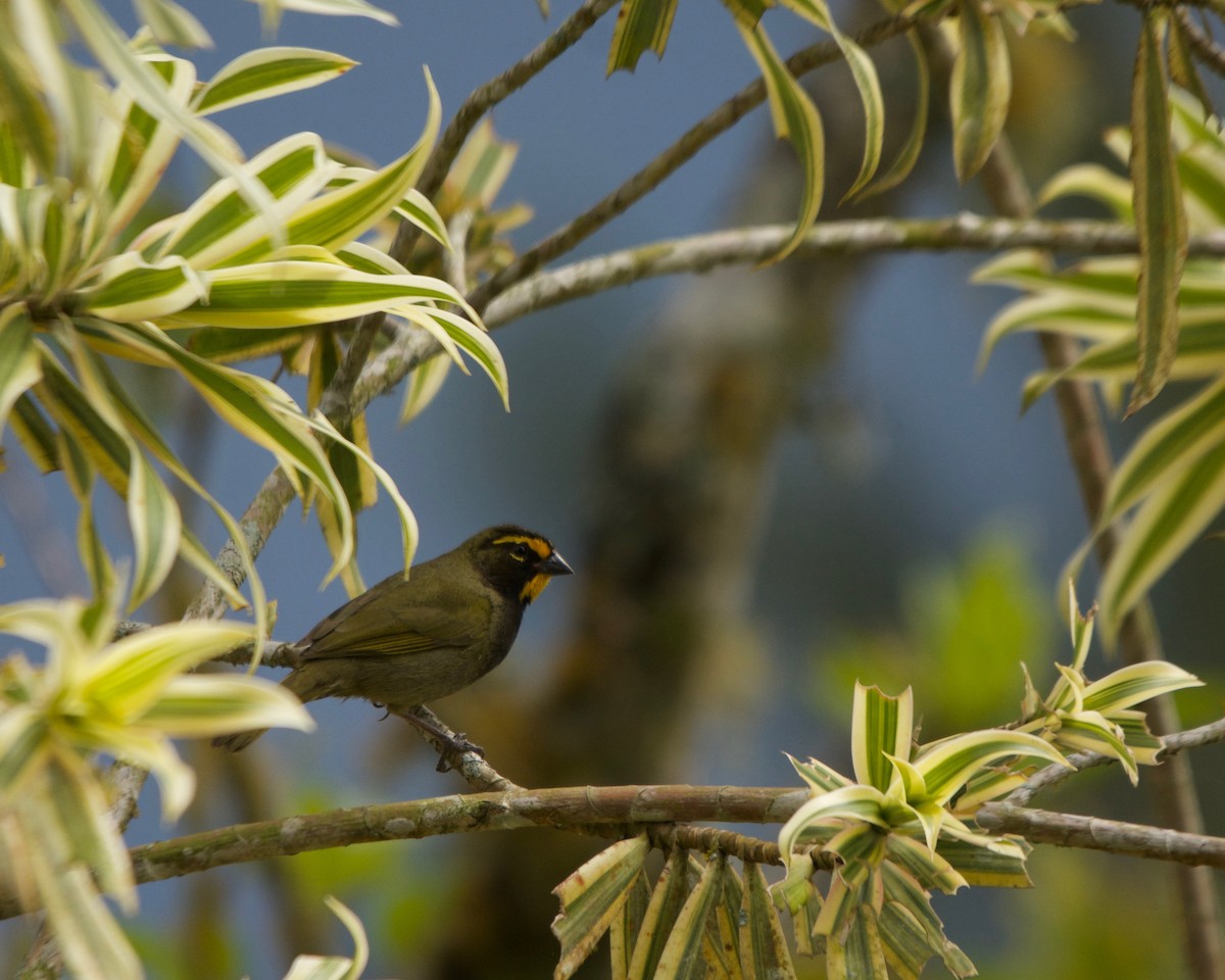 Yellow-faced Grassquit - Larry Waddell
