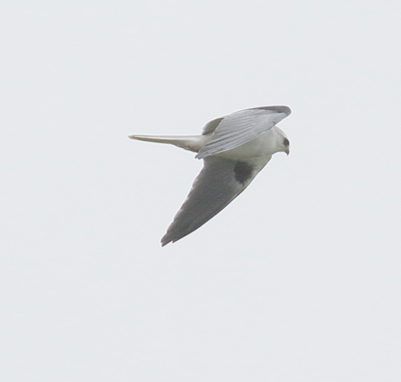 White-tailed Kite - Anonymous