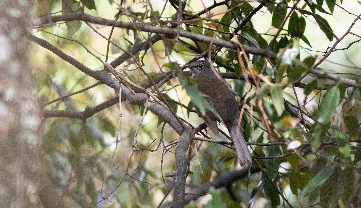 Brown-backed Solitaire - ML146322871