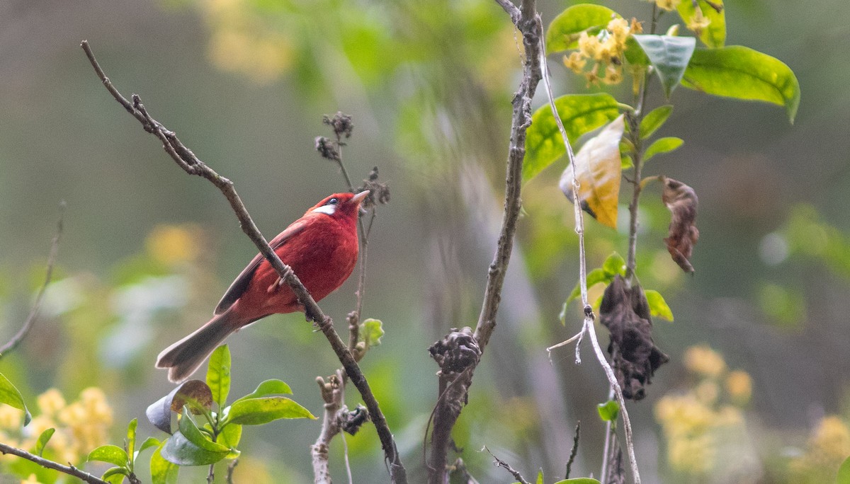 Red Warbler (White-cheeked) - ML146322881