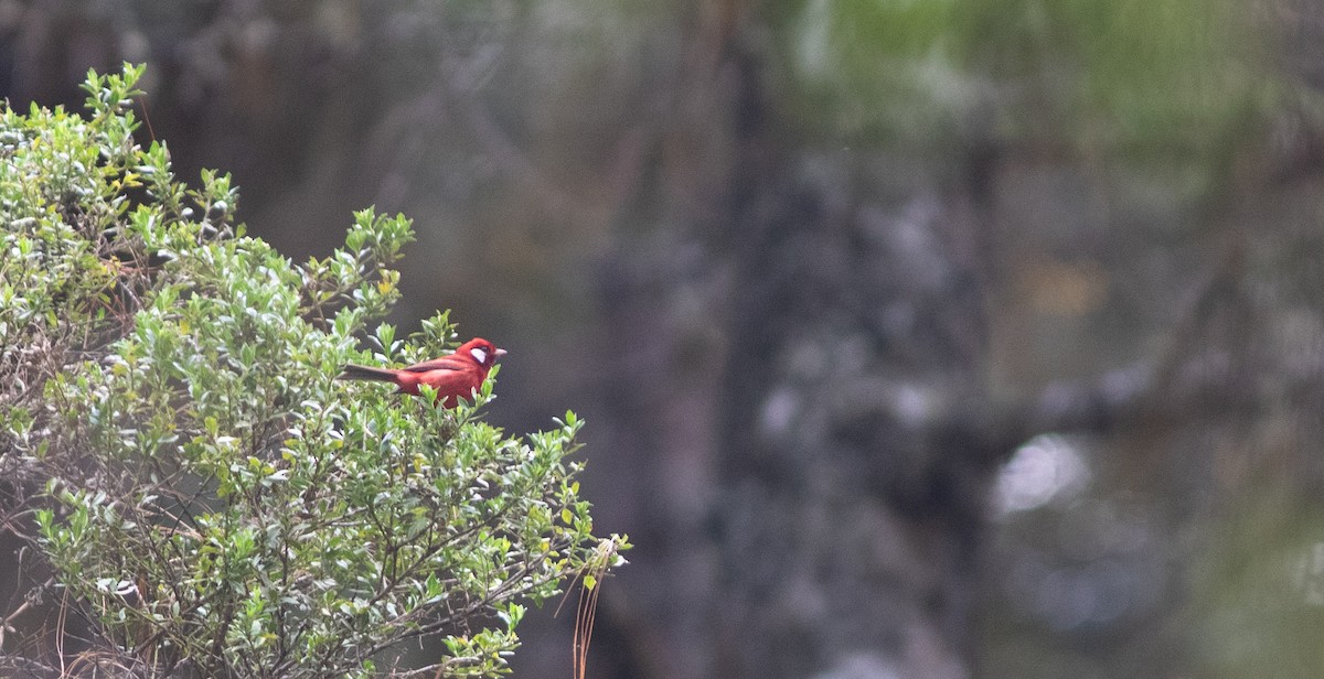 Red Warbler (White-cheeked) - ML146322931