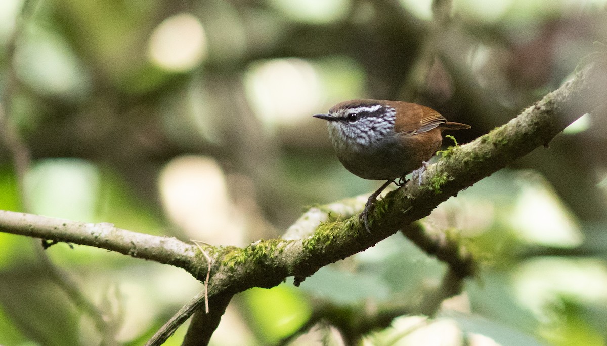 Gray-breasted Wood-Wren (Central American) - Doug Hitchcox