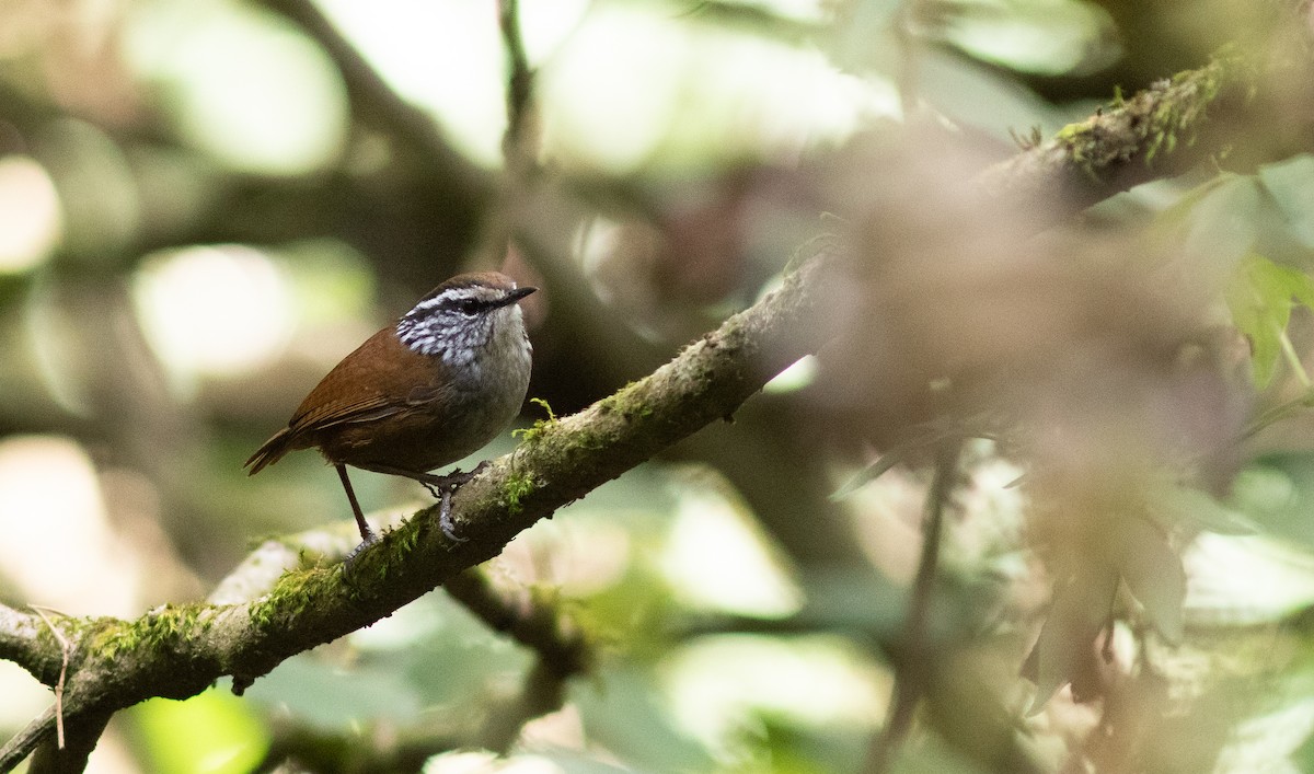 Gray-breasted Wood-Wren (Central American) - ML146322951