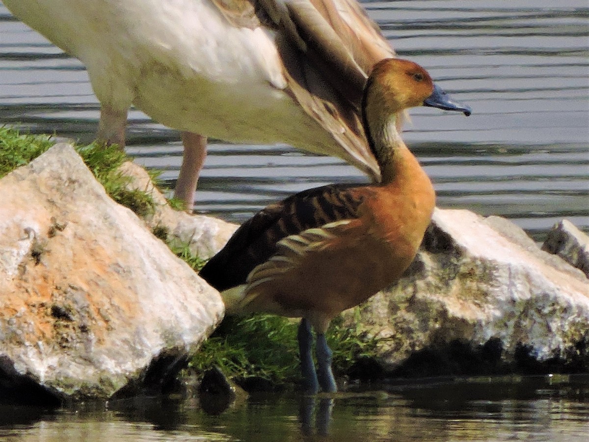 Fulvous Whistling-Duck - Mahathi Narayanaswamy