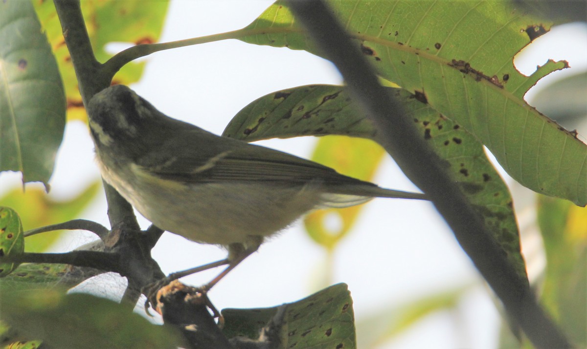 Blyth's Leaf Warbler - Praveen  Kumar