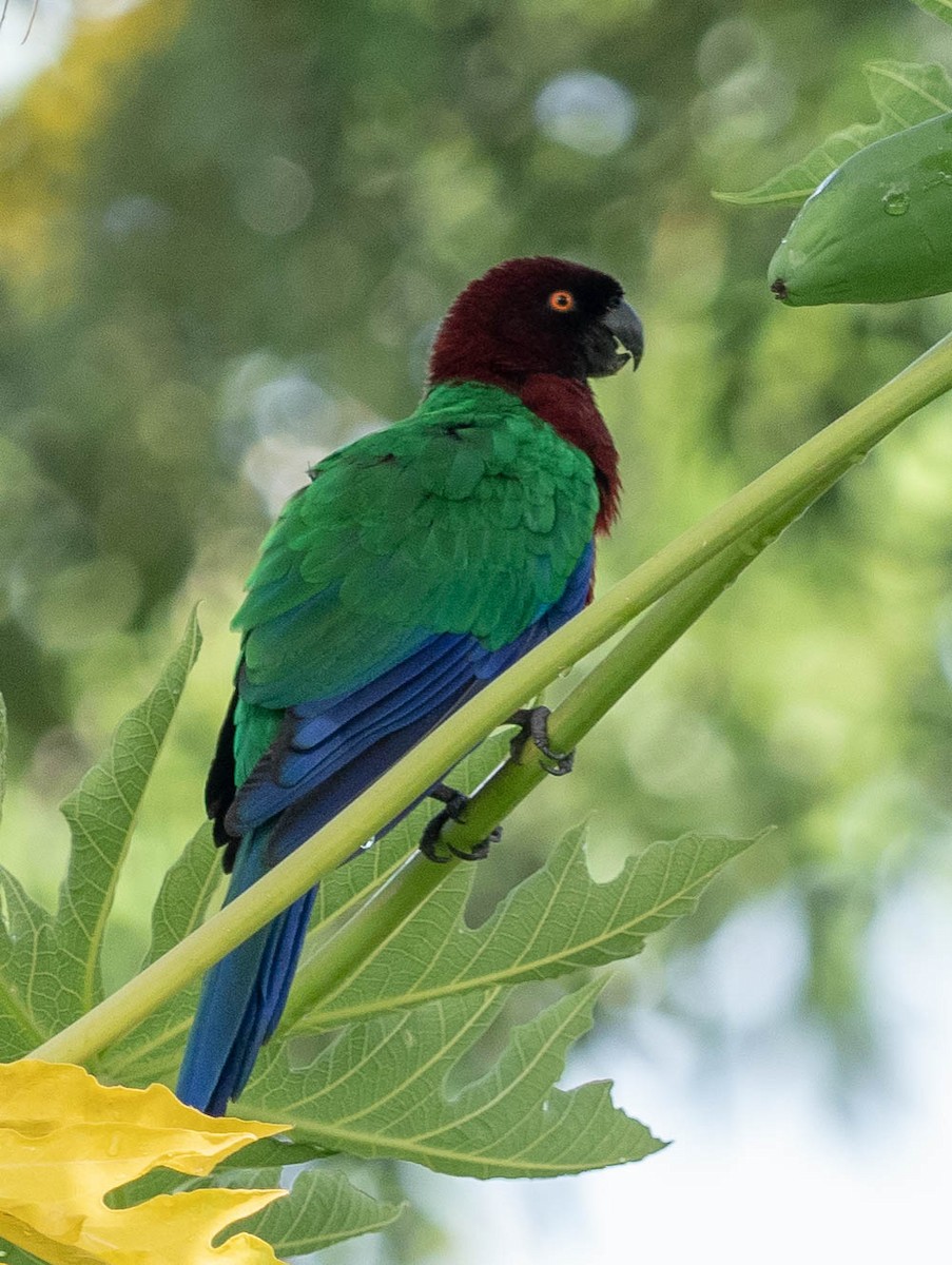 Red Shining-Parrot - ML146330781