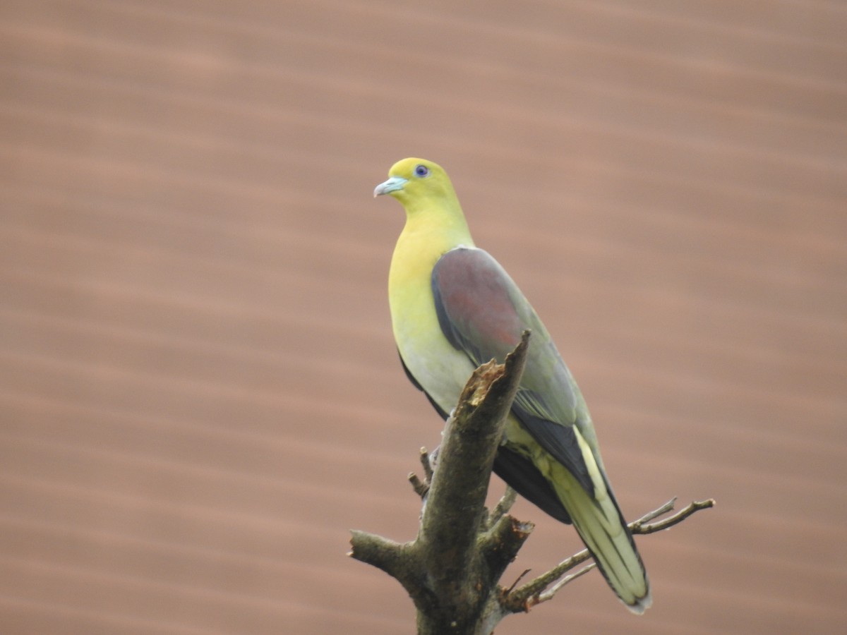 White-bellied Green-Pigeon - ML146331271