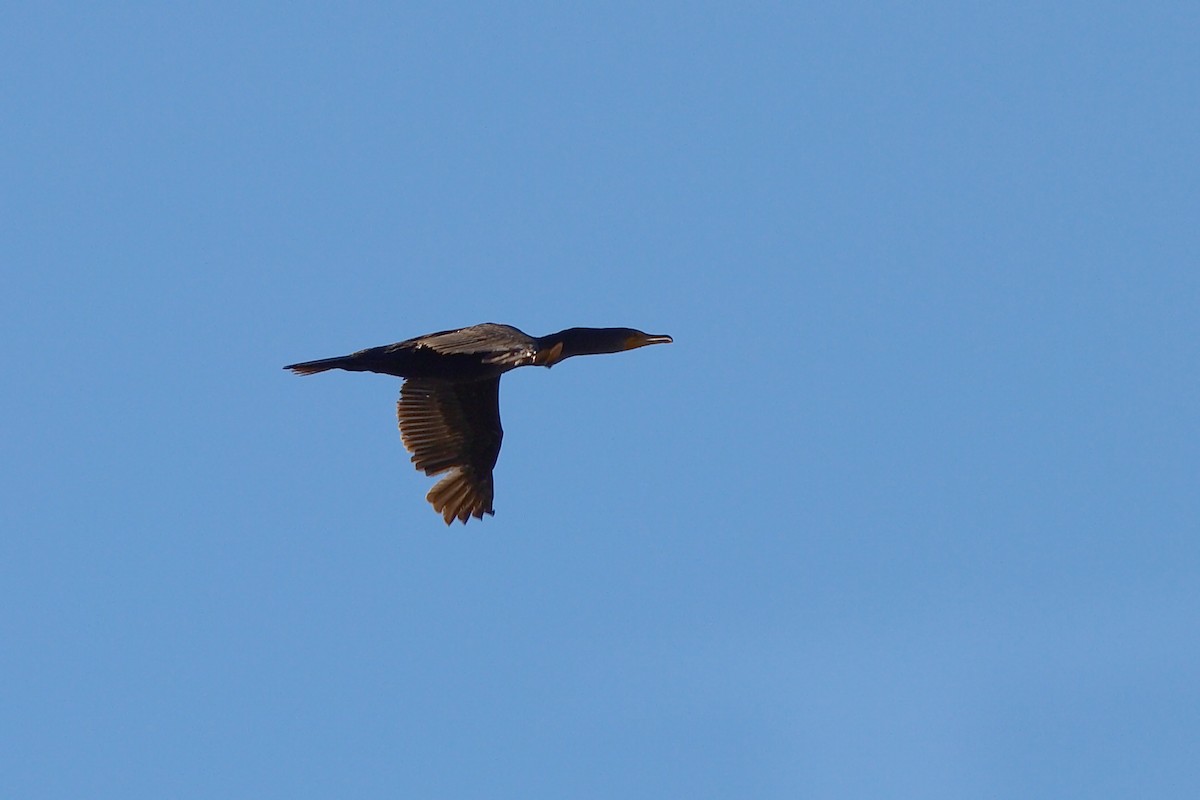 Double-crested Cormorant - DigiBirdTrek CA