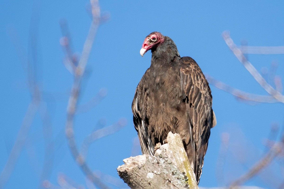 Turkey Vulture - Keith Kennedy