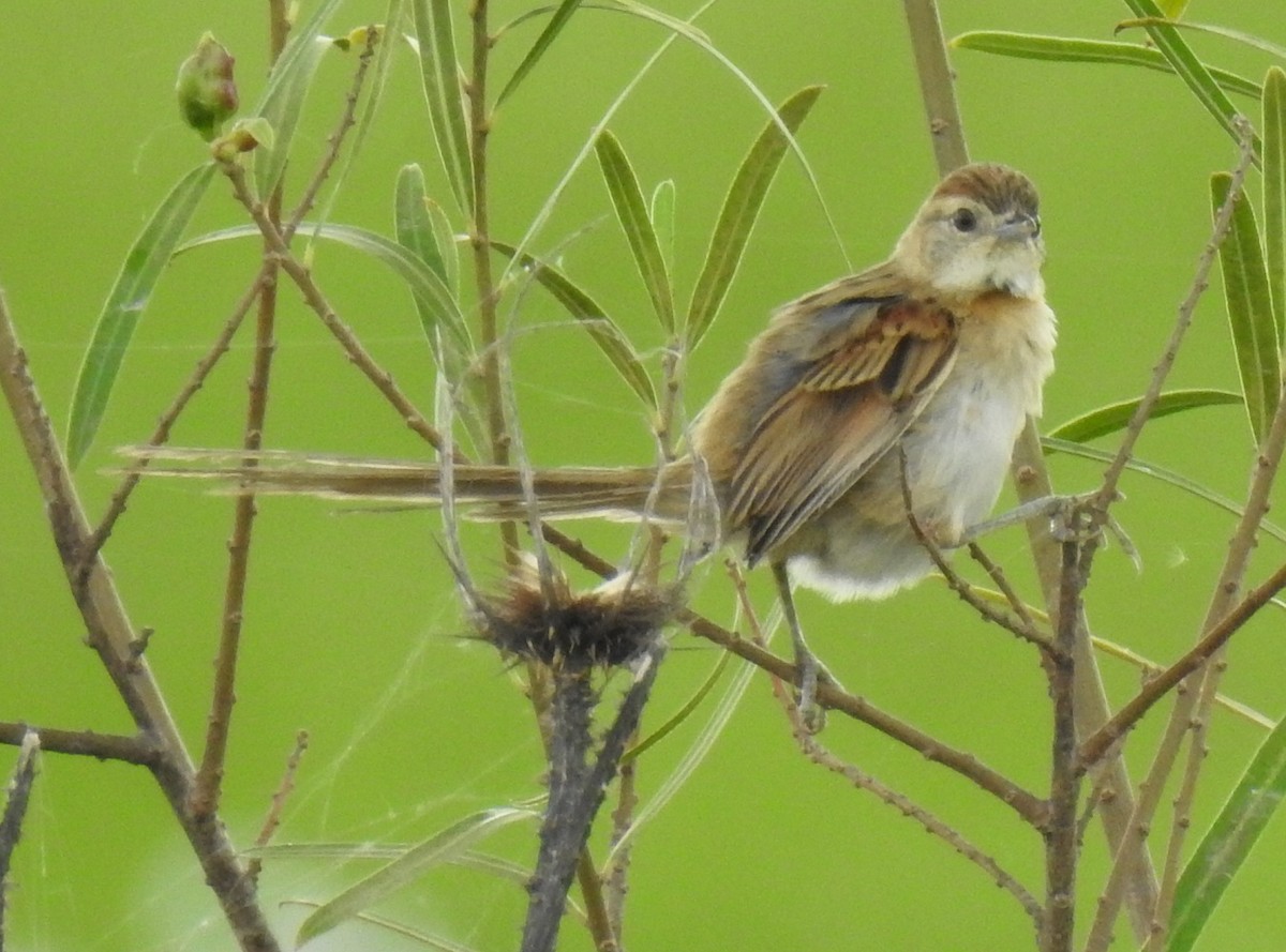 Chotoy Spinetail - Luis Alejandro Duvieilh
