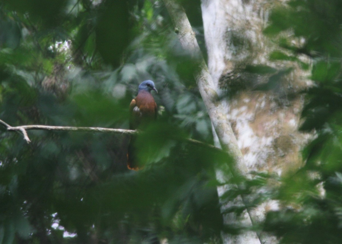 Blue-headed Wood-Dove - ML146335701