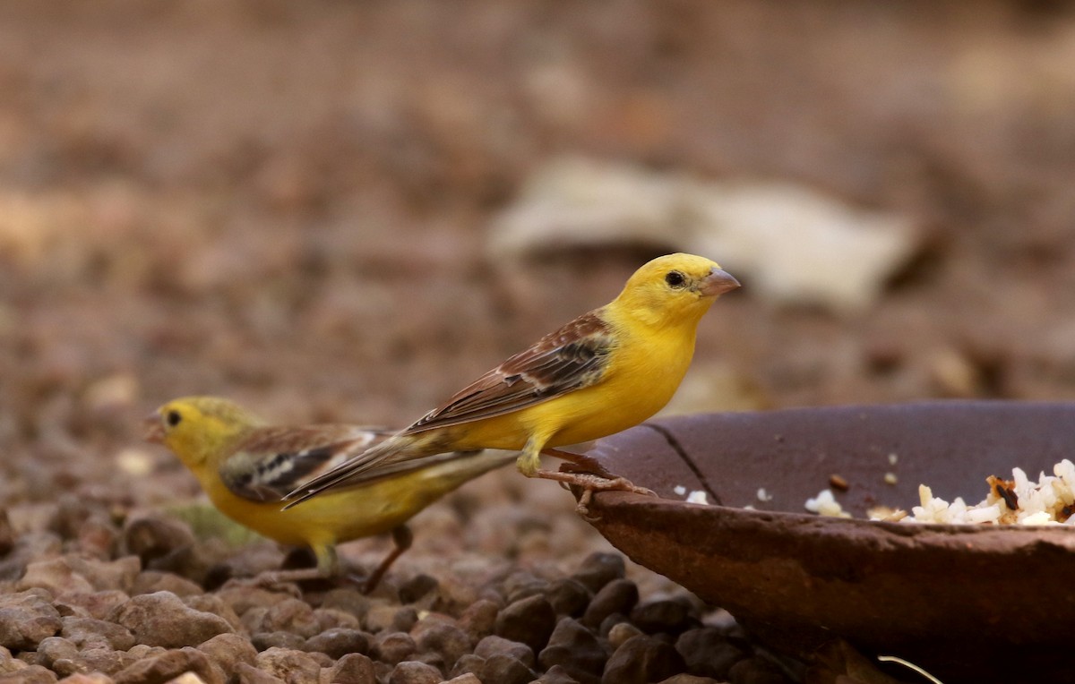 Sudan Golden Sparrow - ML146336711