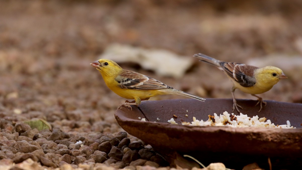 Sudan Golden Sparrow - ML146336721