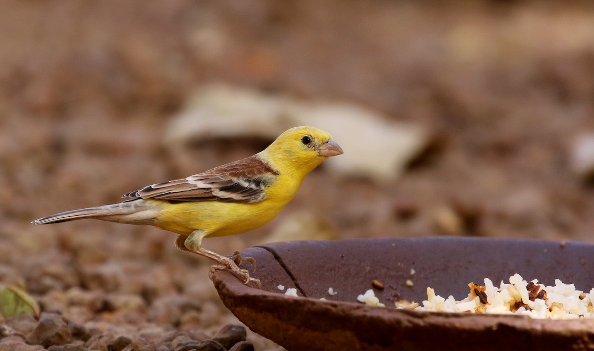 Sudan Golden Sparrow - ML146336791