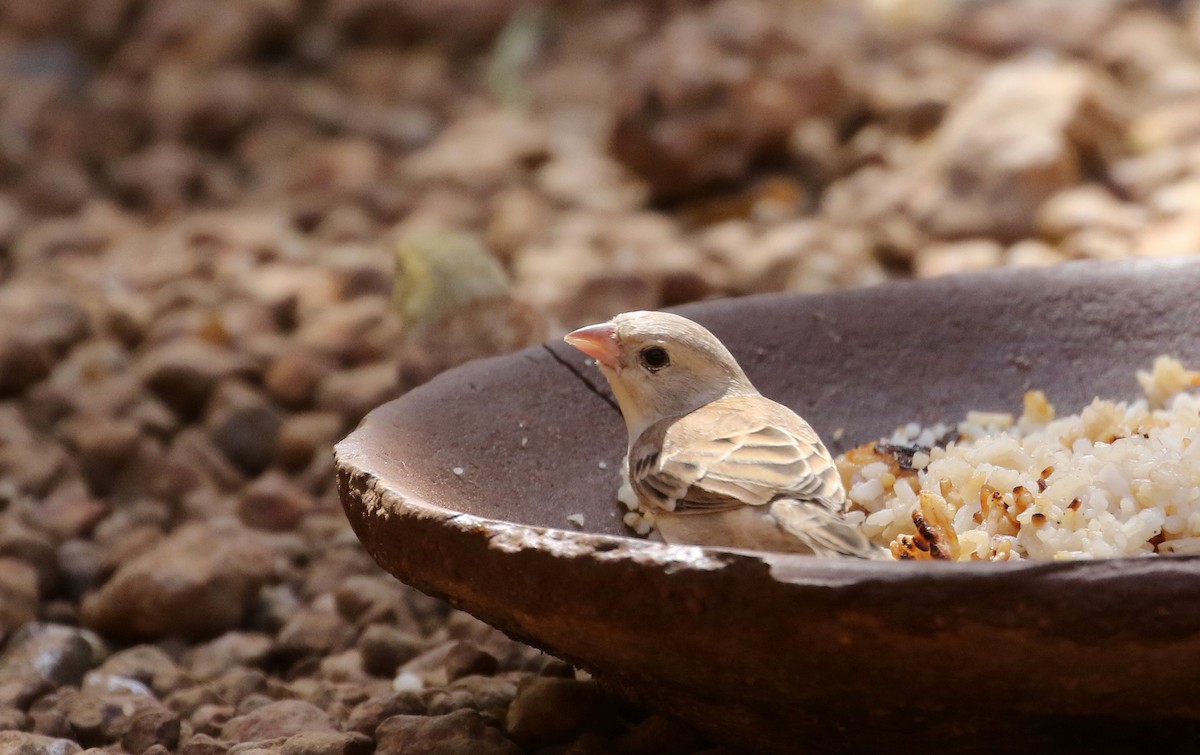 Sudan Golden Sparrow - ML146336831