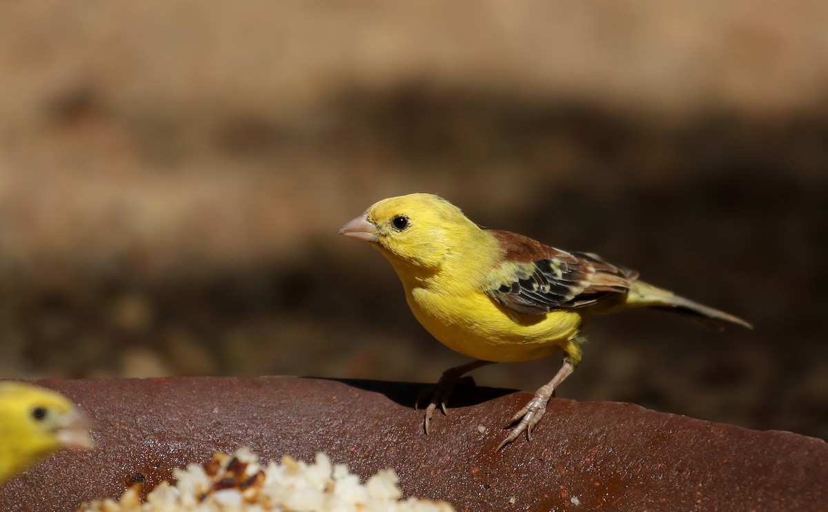 Sudan Golden Sparrow - ML146337211