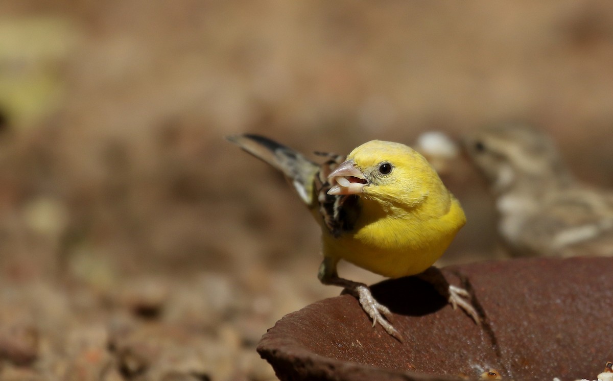 Sudan Golden Sparrow - Jay McGowan