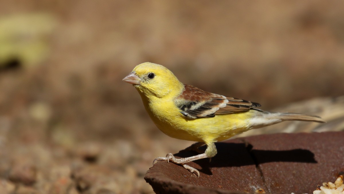 Sudan Golden Sparrow - ML146337481