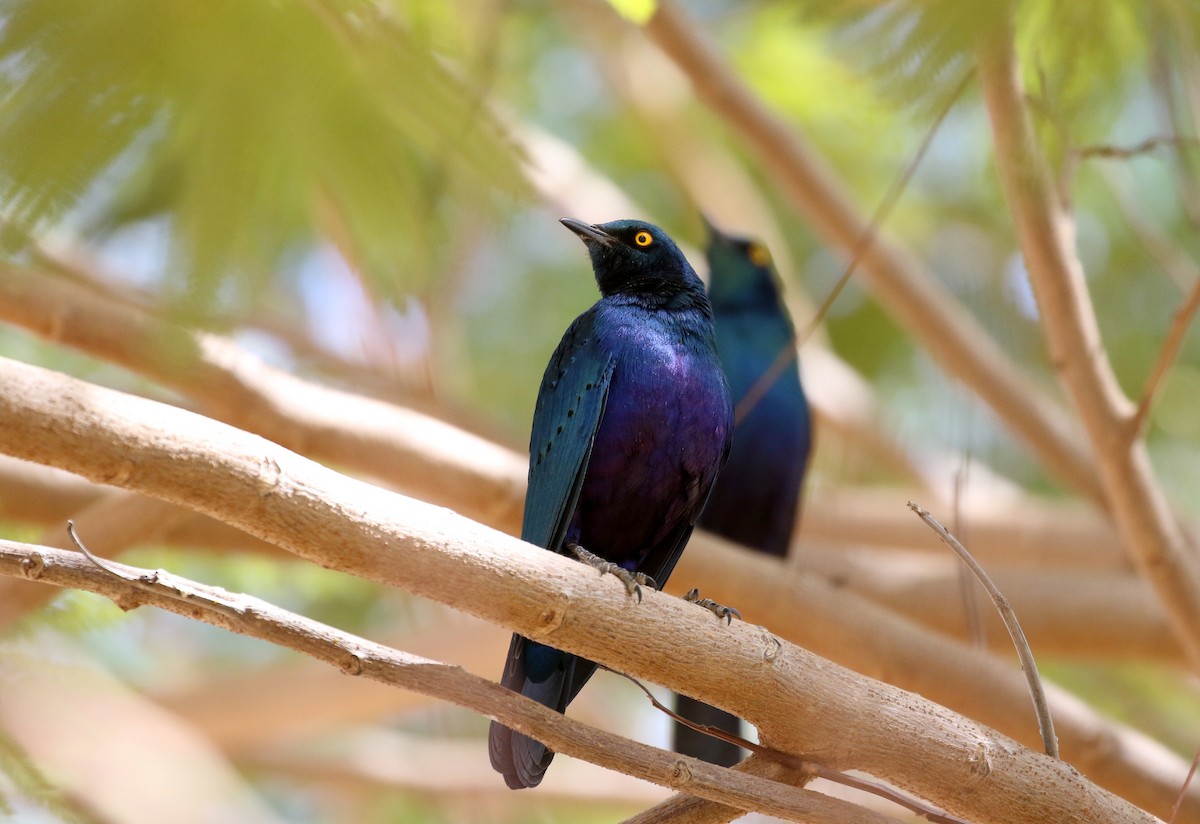 Greater Blue-eared Starling - ML146337521