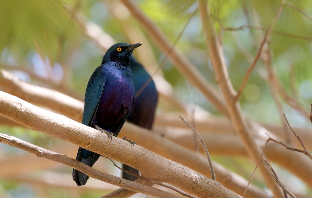 Greater Blue-eared Starling - ML146337541