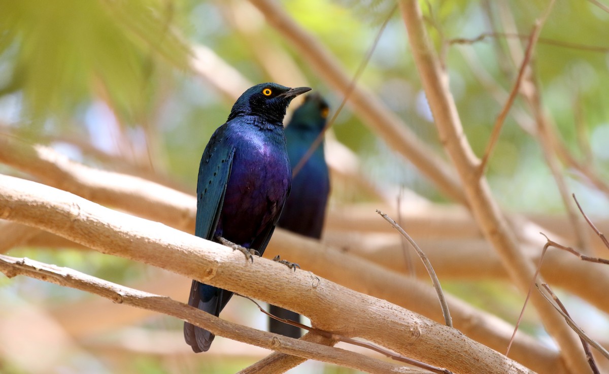 Greater Blue-eared Starling - ML146337551