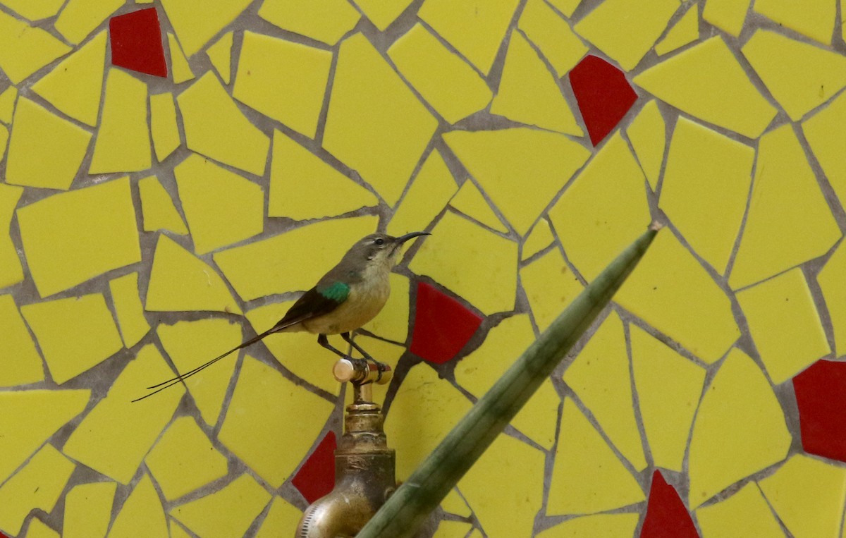 Beautiful Sunbird (Beautiful) - Jay McGowan