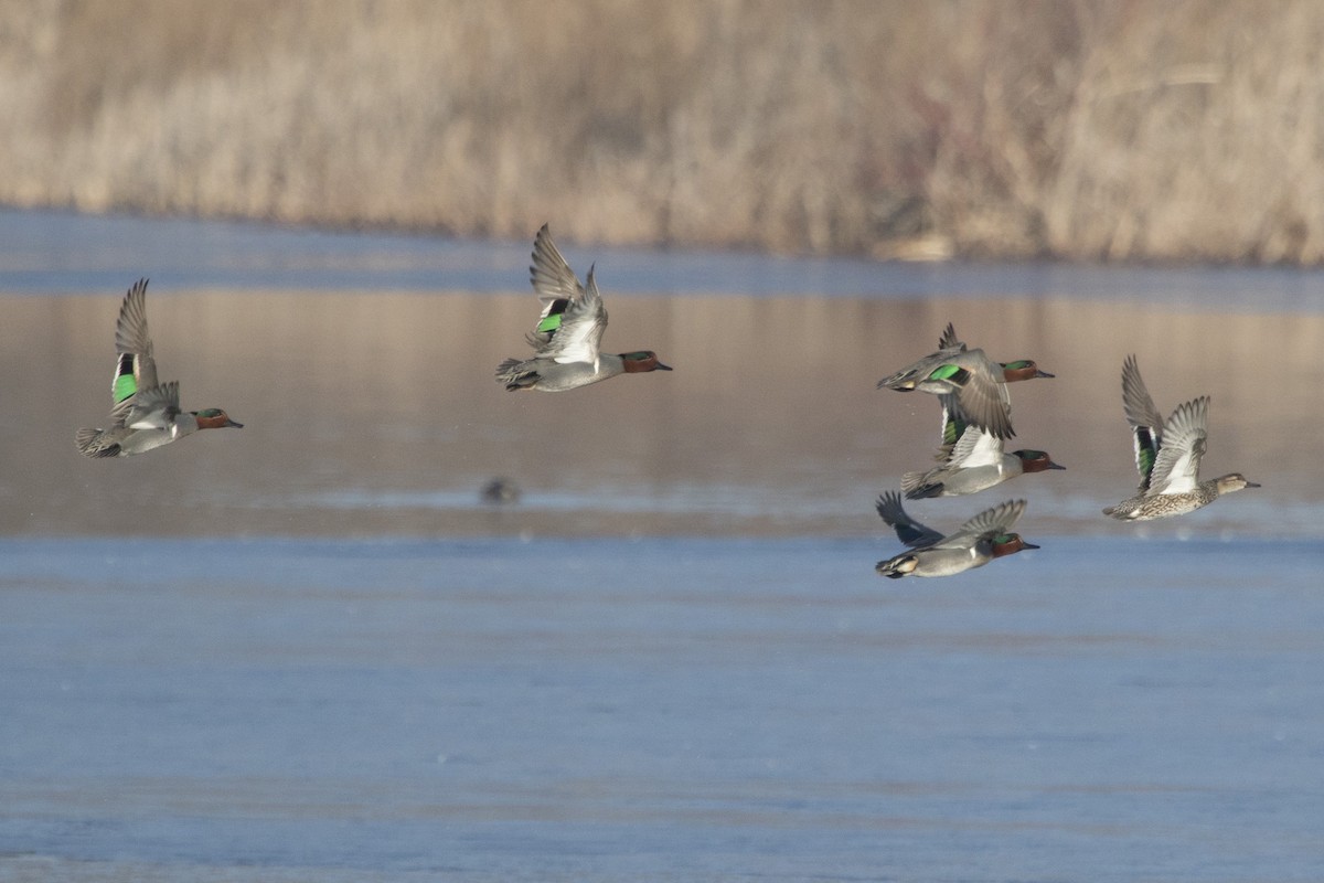 Green-winged Teal - ML146337831