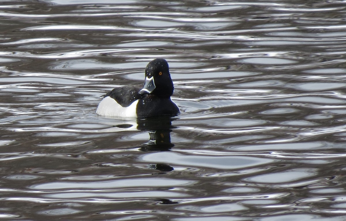 Ring-necked Duck - b haley