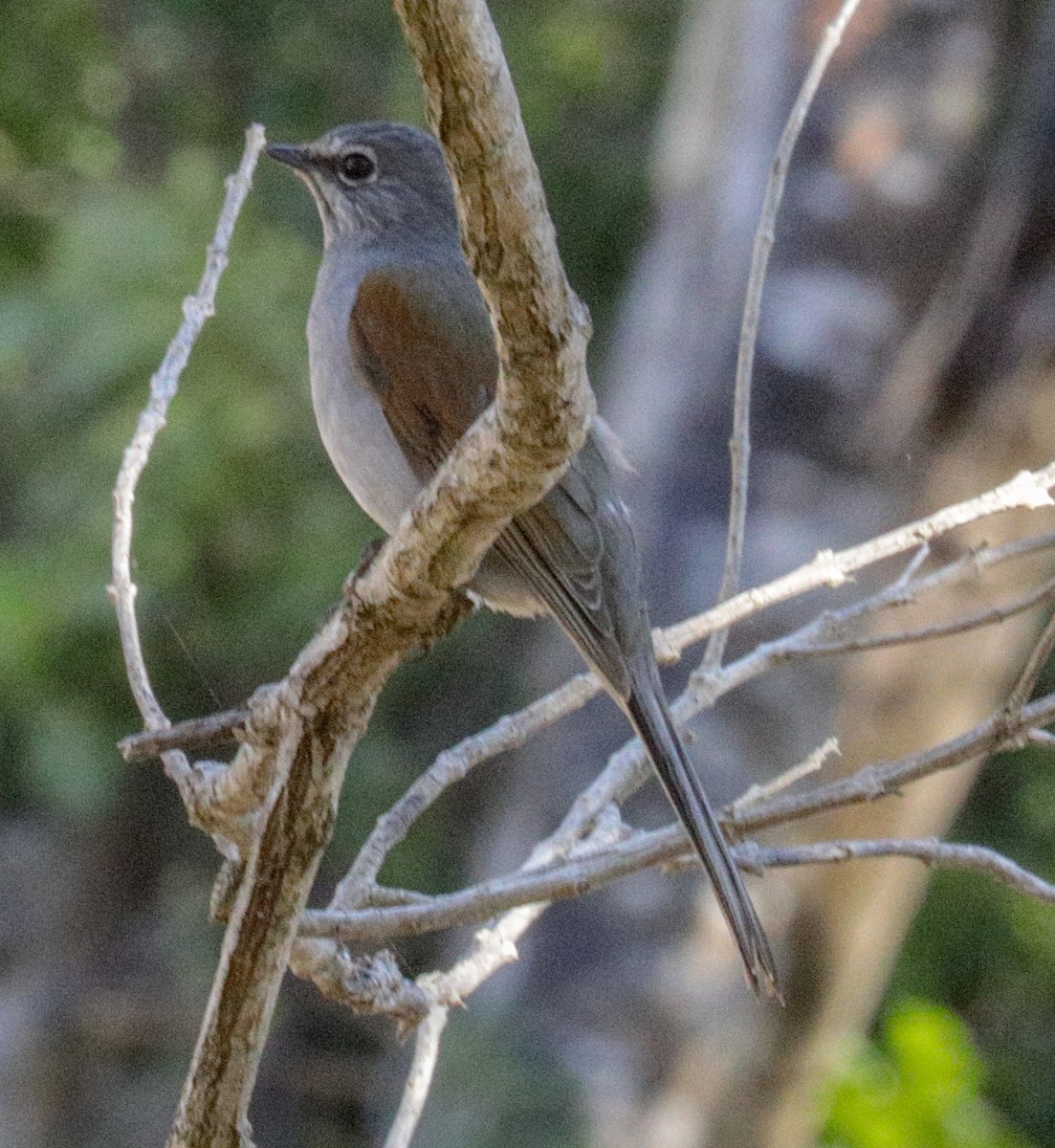 Brown-backed Solitaire - Susan Mac