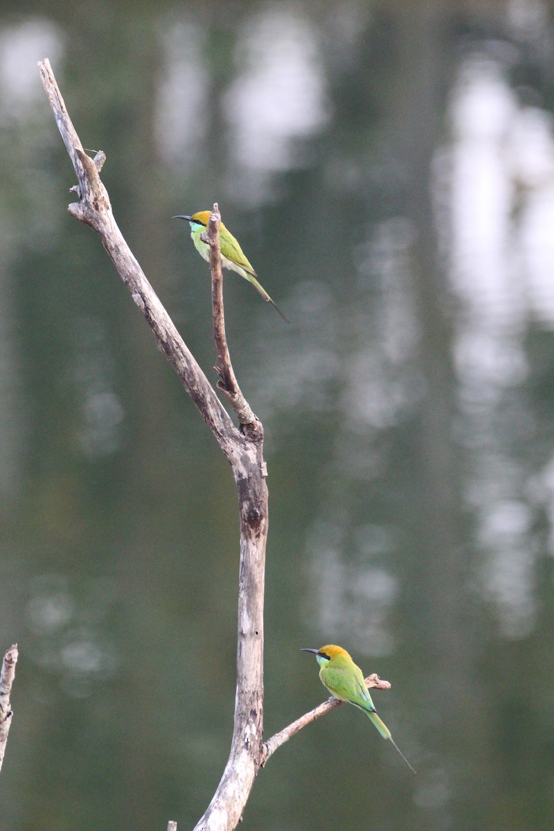 Asian Green Bee-eater - ML146344571