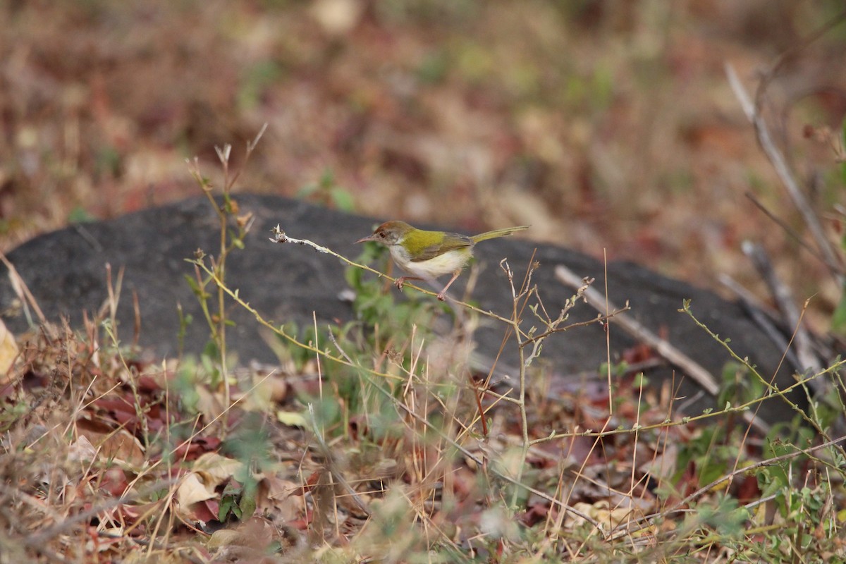 Common Tailorbird - Novelkumar M S