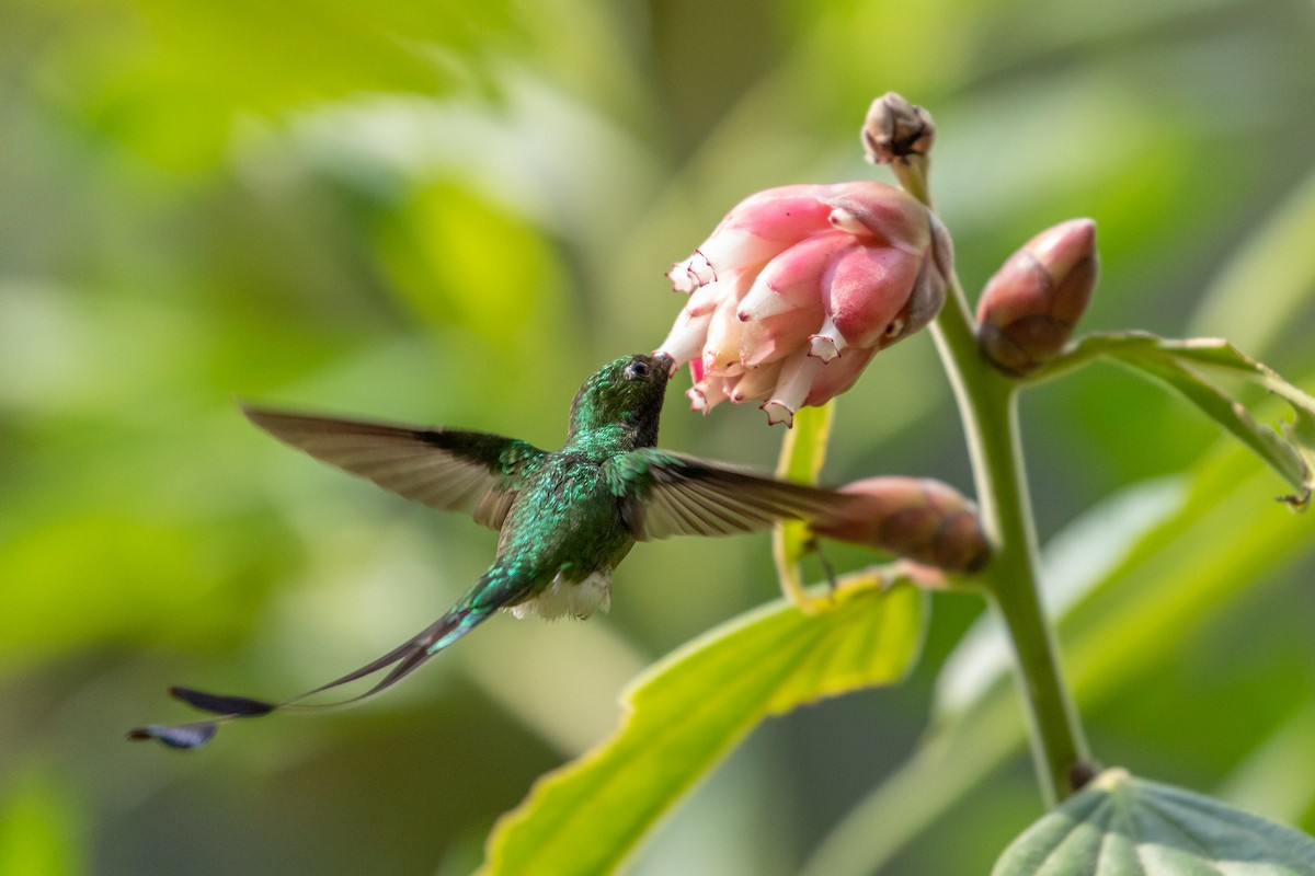 White-booted Racket-tail - ML146345281