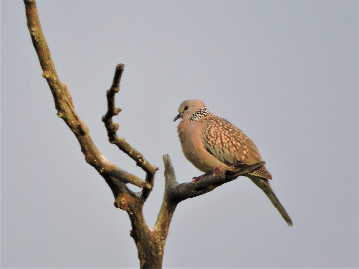 Spotted Dove - Mahathi Narayanaswamy