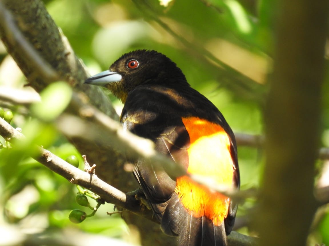 Flame-rumped Tanager (Flame-rumped) - Luis Rodriguez