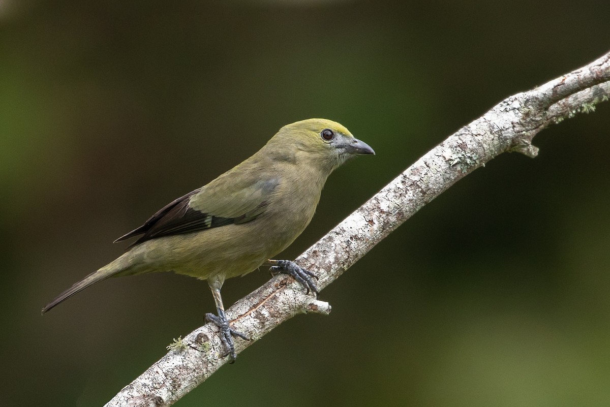 Palm Tanager - Louis Bevier