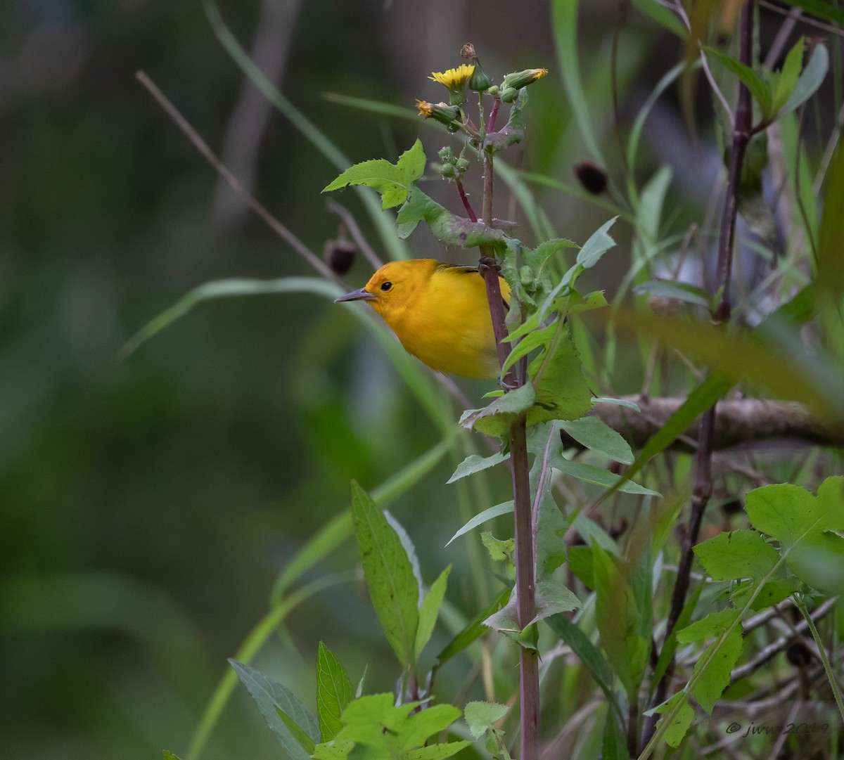 Prothonotary Warbler - Janey Woodley