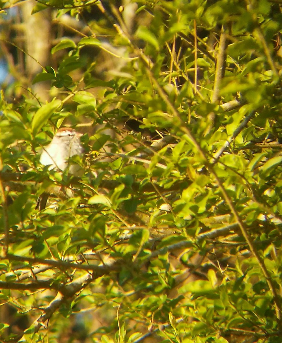 Chipping Sparrow - ML146350571
