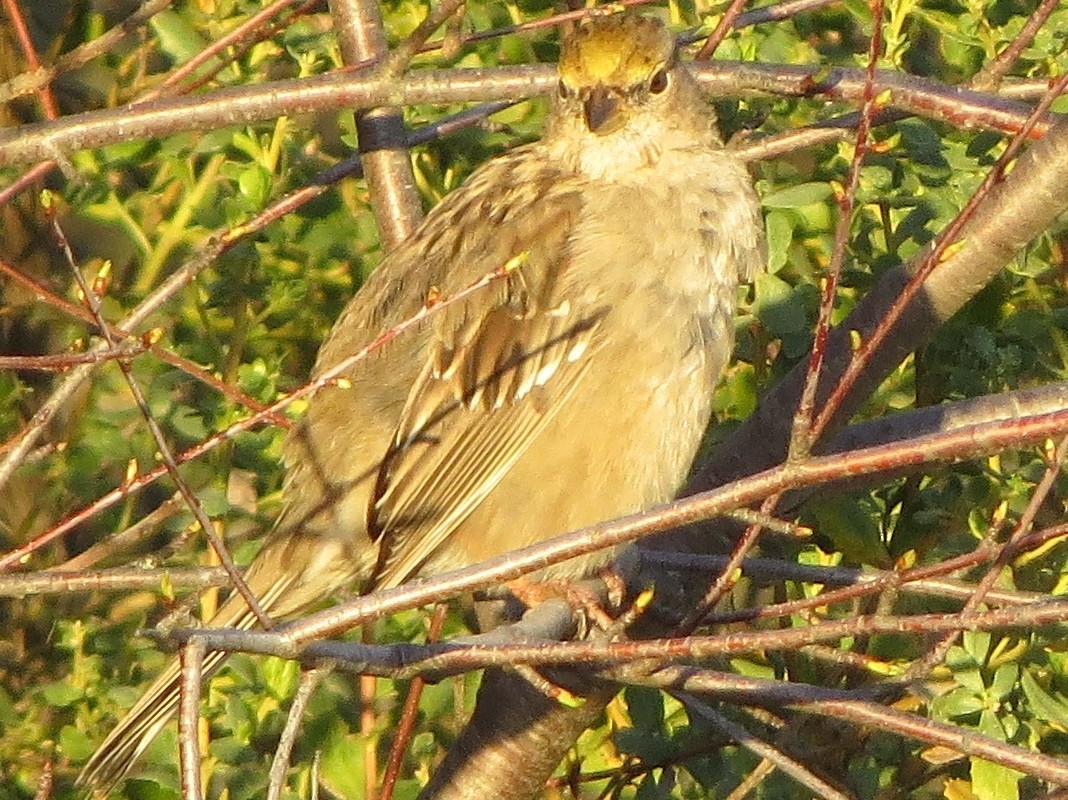 Golden-crowned Sparrow - Garth Harwood