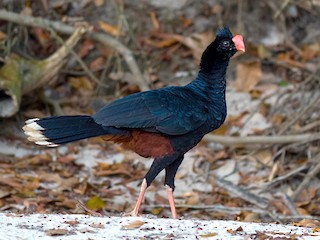  - Razor-billed Curassow