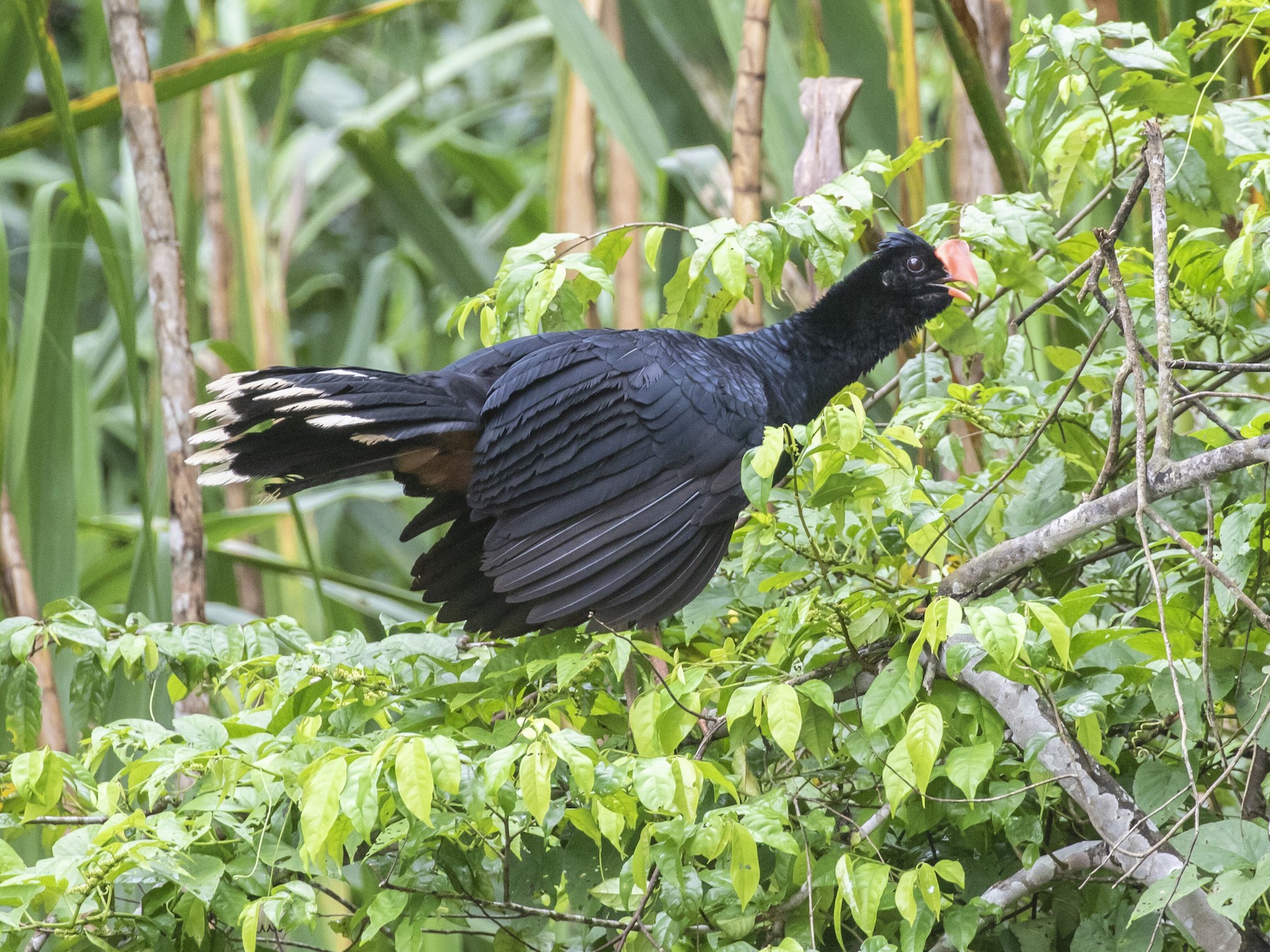 Razor-billed Curassow - Mouser Williams