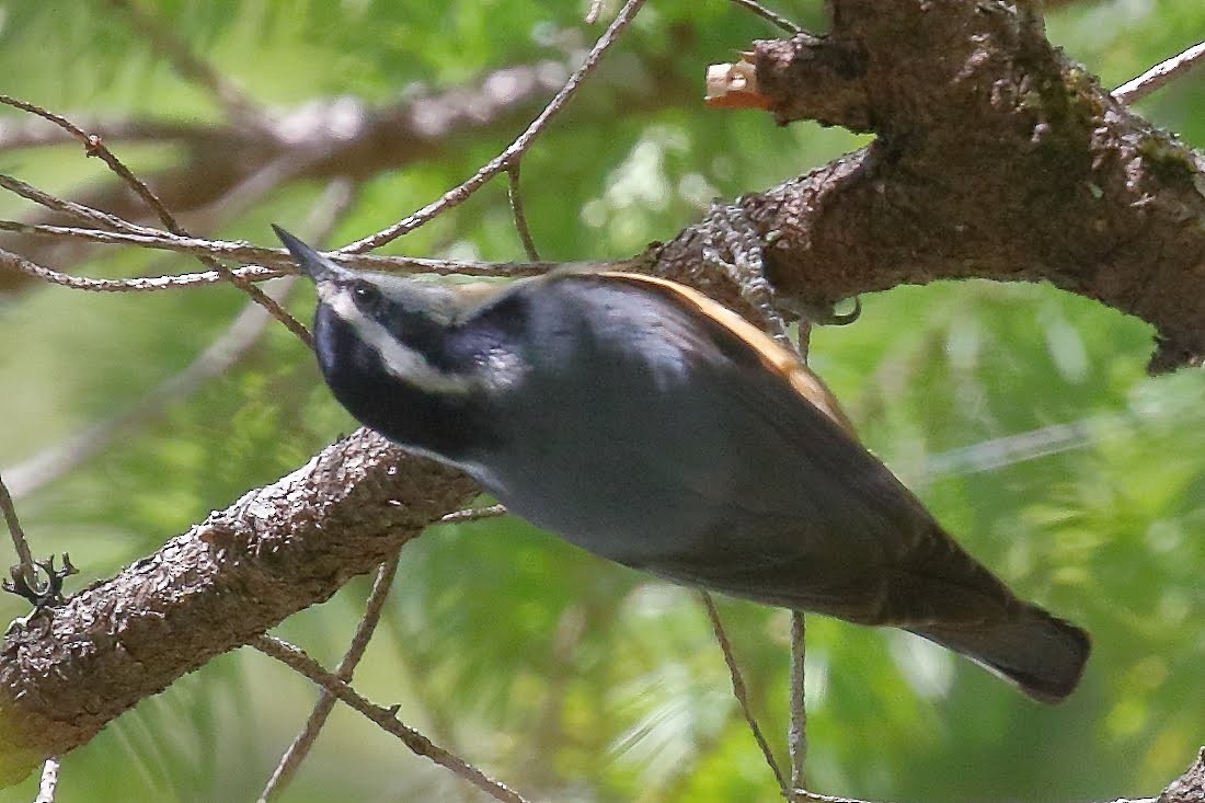 Red-breasted Nuthatch - ML146352461