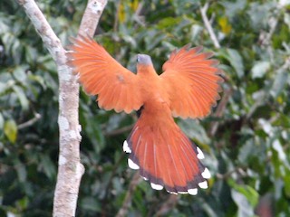  - Black-bellied Cuckoo