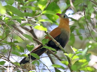  - Black-bellied Cuckoo