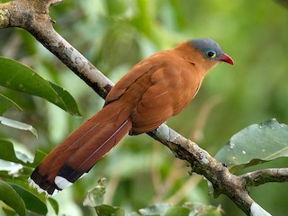  - Black-bellied Cuckoo