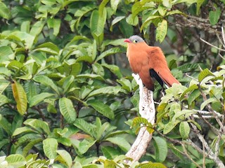  - Black-bellied Cuckoo