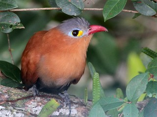  - Black-bellied Cuckoo